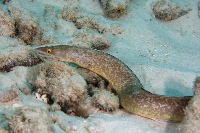 Eel - not sure what kind - may be purplemouth moray?