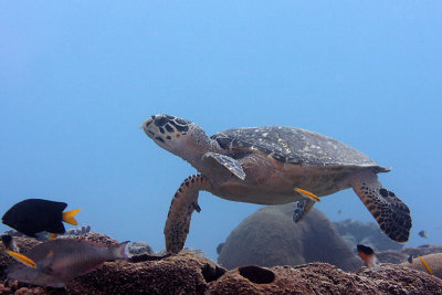 Hawksbill turtle