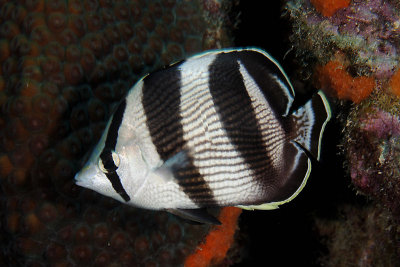Banded butterflyfish