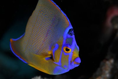 Queen angelfish (transitioning to adult phase)