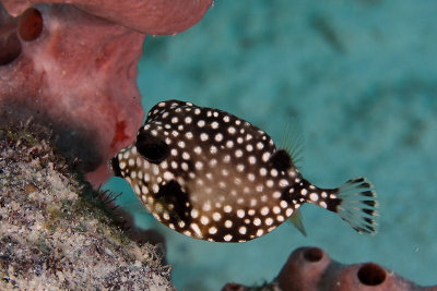 Small smooth trunkfish
