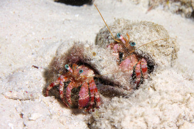 Pair of hermit crabs out at night