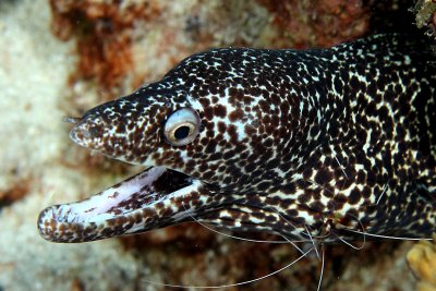 Spotted eel being cleaned by Pederson shrimp