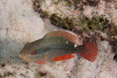 Redband parrotfish