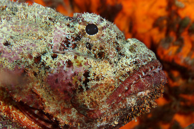 Spotted scorpionfish