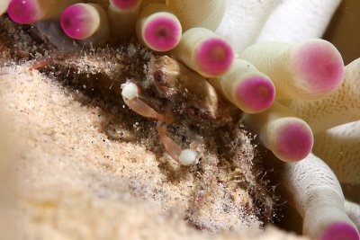 Green clinging crab hiding under anemone