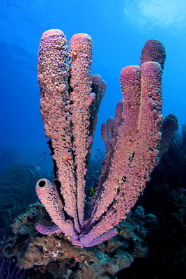 Purple tube sponge