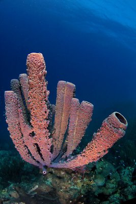 Purple tube sponge