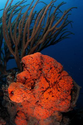 Elephant ear sponge with sea rod coral