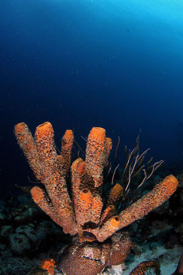 Branching tube sponge