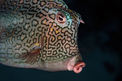 Honeycomb cowfish