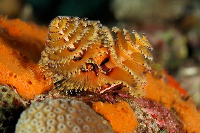 Christmas tree worm