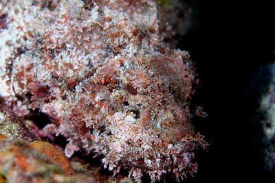 Spotted scorpionfish