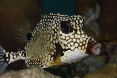 Smooth trunkfish