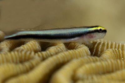 Sharknose goby