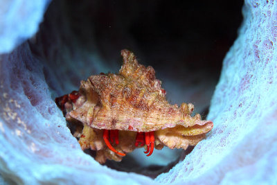 Red hermit crab in sponge- he looks stuck