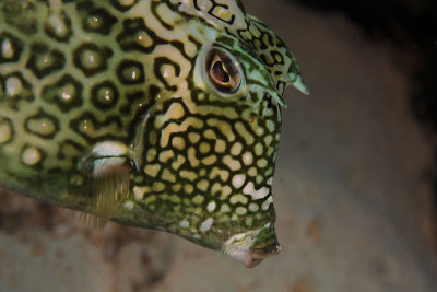 Honeycomb cowfish