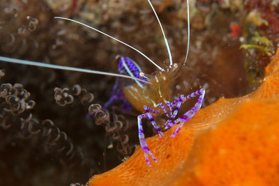 Pederson cleaner shrimp on orange sponge