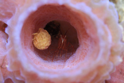 Peppermint shrimp and hermit crab hiding in sponge