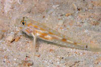 Pallid goby