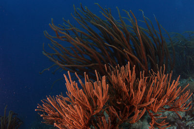 Sea rod and plume corals