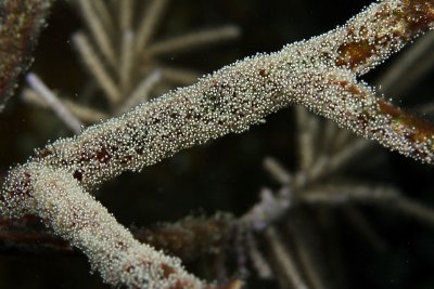 Damselfish eggs