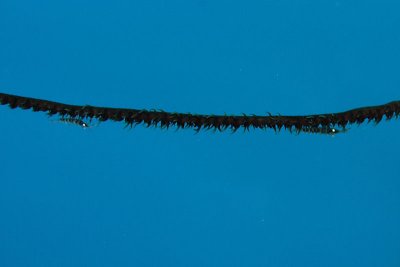 These litte guys run up and down the coral - sometimes running over each other