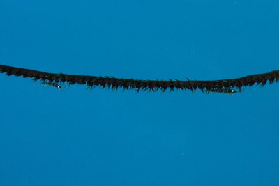 These litte guys run up and down the coral - sometimes running over each other