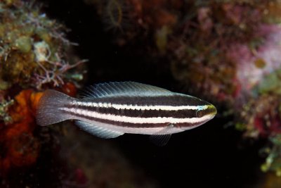 Juvenille parrotfish