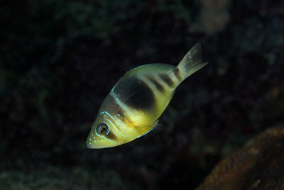 Barred hamlet