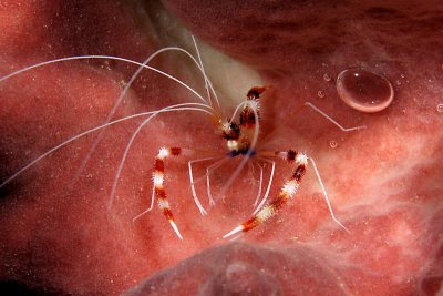 Banded coral shrimp