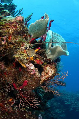 Reef scene - corals and sponges