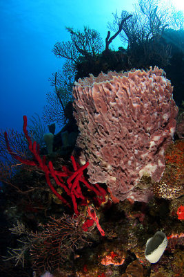 Reef scene w/barrel sponge