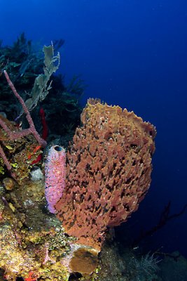 Reef scene w/barrel sponge