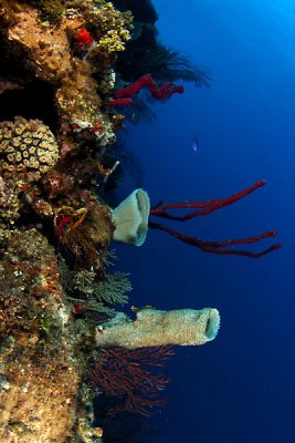 Reef scene