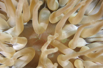 Giant anemone detail