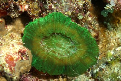Artichoke coral