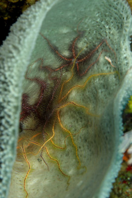 Brittle starfish in vase sponge