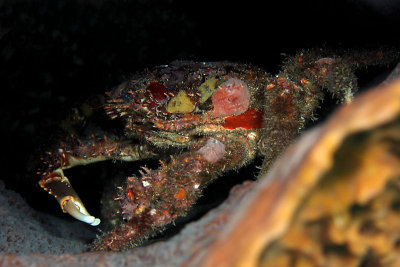 Giant clinging crab - from side - notice sponge growth