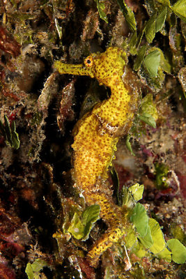 Yellow seahorse