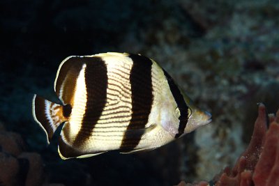 Banded butterflyfish