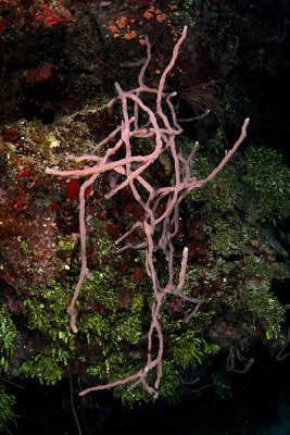 Reef scene w/rope sponge
