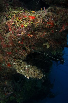 Reef scene