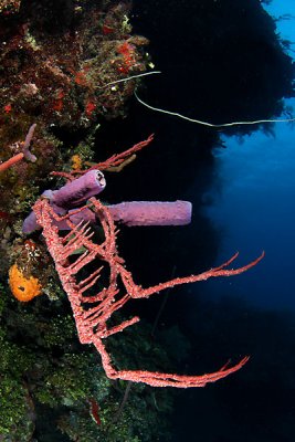 Reef scene