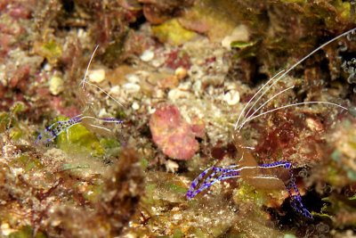 Pair of Pederson shrimp