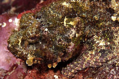 Scorpionfish with green coloration