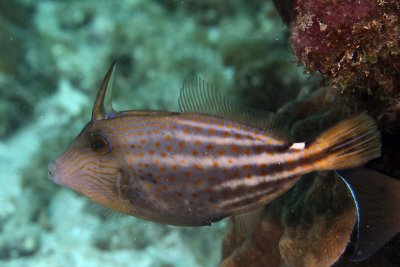 Orange-spotted filefish