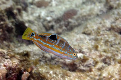 Puddingwife wrasse