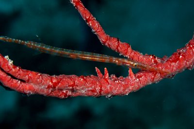 Juvenille trumpetfish - probably about 3-4 long