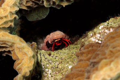 Red hermit crab